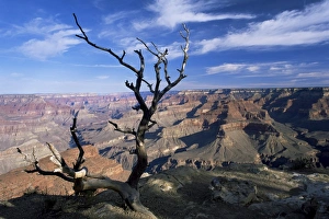 Grand Canyon Prints: Dead tree and view of canyon from the South Rim at Hopi Point
