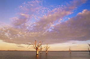 Dead Tree Prints: Dead trees, Lake Bonney, South Australia, Australia, Pacific