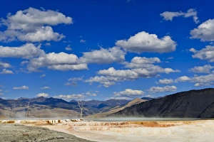 Dead Trees Prints: Dead trees and steam with mountain backdrop and blue skies