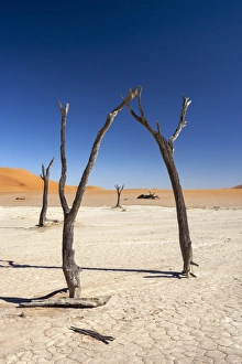 The End Prints: Dead Vlei, Namib Desert, Namibia, Africa
