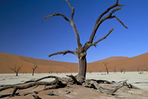 Sossusvlei Prints: Dead Vlei, Sossusvlei dune field