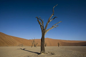 Dead Vlei, Sossusvlei, Namib Desert, Namibia, Africa