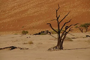 Sand Dunes Prints: Dead Vlei, Sossusvlei, Namib Desert, Namibia, Africa