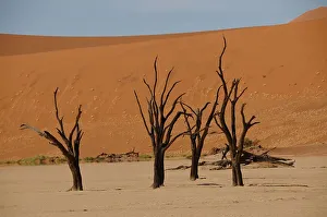 Sand Dunes Prints: Dead Vlei, Sossusvlei, Namib Desert, Namibia, Africa