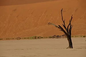 Sand Dune Prints: Dead Vlei, Sossusvlei, Namib Desert, Namibia, Africa