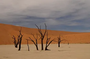 Sand Dune Prints: Dead Vlei, Sossusvlei, Namib Desert, Namibia, Africa