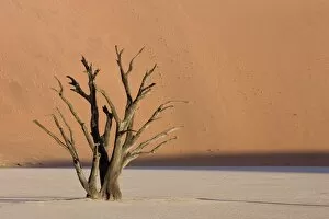 Images Dated 14th March 2008: Dead Vlei, Sossusvlei, Namib Desert, Namibia, Africa