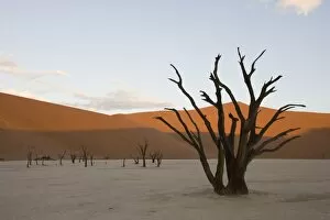 Images Dated 13th March 2008: Dead Vlei, Sossusvlei, Namib Desert, Namibia, Africa
