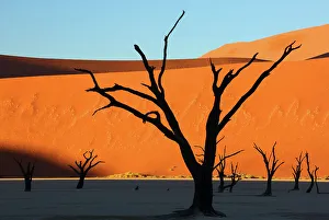 Deadvlei Prints: Dead Vlei, Sossusvlei, Namibia, Africa