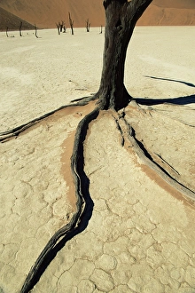 Waste Land Prints: Dead Vlei, Sossuvlei dune field