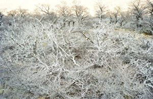 El Chalten Prints: Dead wood, El Chalten, Patagonia, Argentina, South America