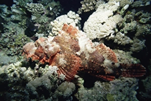 Disguising Prints: Deadly stone fish, off Sharm el-Sheikh, Sinai, Red Sea, Egypt, North Africa, Africa