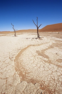 Waste Land Prints: Deadvlei, Namib Naukluft Park