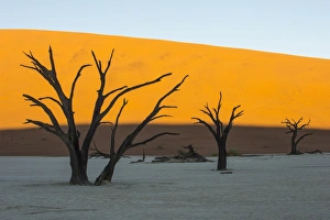 The End Prints: Deadvlei, an old dry lake in the Namib desert, Namibia, Africa