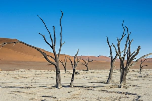Deadvlei, an old dry lake in the Namib desert, Namibia, Africa
