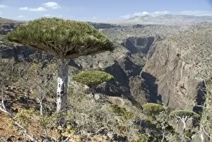 Images Dated 5th February 2008: Dearhur Canyon, descending from Hagghir Mountains, Dragons Blood Trees