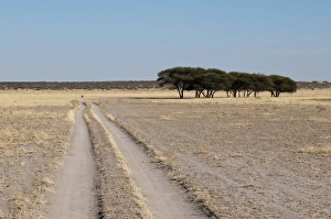 Images Dated 6th June 2009: Deception Valley, Central Kalahari Game Reserve, Botswana, Africa