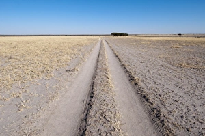 Images Dated 6th June 2009: Deception Valley, Central Kalahari Game Reserve, Botswana, Africa