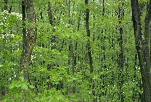 Decidous woodland