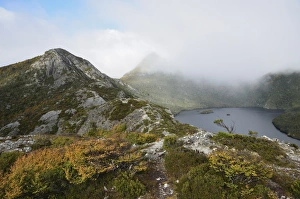 River Valley Prints: Deciduous beech (Fagus) in fall colours, Cradle Mountain-Lake St. Clair National Park