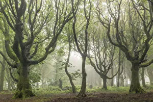 Atmospheric Mood Prints: Deciduous trees on a foggy morning, North Cornwall, England, United Kingdom, Europe