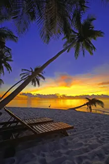 Beach Chair Prints: Deckchair on tropical beach by palm tree at dusk and blue heron, Maldives