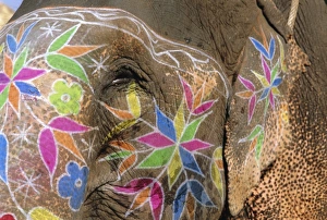 Images Dated 2nd August 2008: Decorated elephant