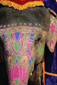 Images Dated 2nd August 2008: Decorated elephant