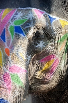 Jaipur Prints: Decorated elephant, Amber elephant sanctuary, near Jaipur, Rajasthan, India, Asia