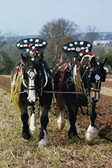 Decorated Prints: Decorated shire horses pulling a plough in Cornwall, England, United Kingdom, Europe