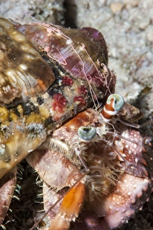Crab Prints: Decorator crab (Dardanus pedunculatus), Sulawesi, Indonesia, Southeast Asia, Asia