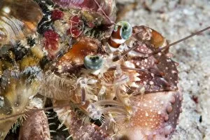 Images Dated 1st June 2008: Decorator crab (Dardanus pedunculatus), Sulawesi, Indonesia, Southeast Asia, Asia