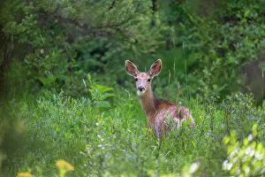Female Animal Prints: A deer (Cervidae) in a meadow in Breckenridge