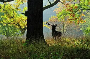 Images Dated 11th October 2008: Deer, Favorite Park, Ludwigsburg, Baden-Wurttemberg, Germany, Europe
