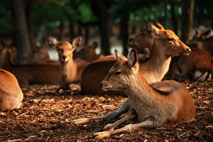 Honshu Prints: Deer gather in the shady forest of Nara Park