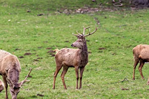 Antlers Prints: Deer on the grass in a park, United Kingdom, Europe