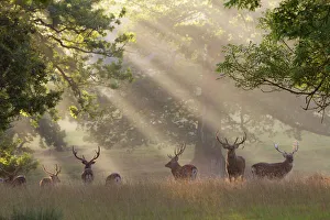 Sun Beam Prints: Deer in morning mist, Woburn Abbey Park