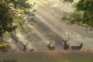 Mist Collection: Deer in morning mist, Woburn Abbey Park, Woburn, Bedfordshire, England, United Kingdom, Europe
