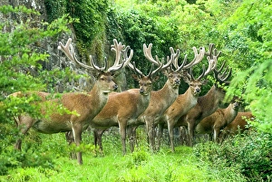 Antlers Prints: Deer in Powis Castle park, Welshpool, Powys, Wales, United Kingdom