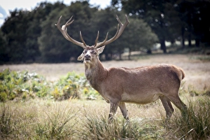 Antler Prints: Deer, Richmond Park, Richmond, Surrey, England, United Kingdom, Europe