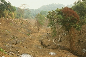 Deforestation Prints: Deforestation for farmland, cleared by slash and burn, Mogok Hills, Mandalay District