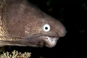 Deformed white eyed moray eel (Siderea thysoidea), Sulawesi, Indonesia, Southeast Asia, Asia