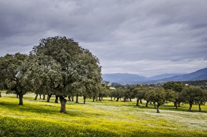 Extremadura Prints: Dehesa Landscape, Caceres, Extremadura, Spain, Europe