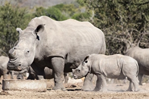 Horn Prints: Dehorned white rhino (Ceratotherium simum) with calf