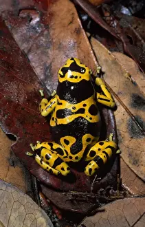 Leaves Prints: Dendrobatid poison dart Frog (Dendrobates leucomelas), Venezuela, South America
