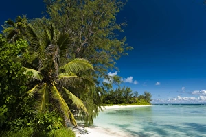 Denis Island, Seychelles, Indian Ocean, Africa