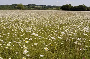 Daisies Prints: Dense carpet of ox eye daisies or Marguerites (Leucanthemum vulgare) in hay meadow