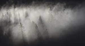 Black And White Prints: Dense fog covering the trees of forest at dawn, Italy, Europe