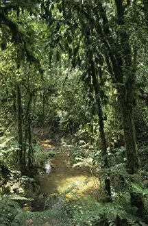 Dense rainforest with ferns and mosses beside a stream