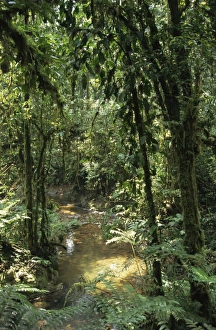 Dense rainforest with ferns and mosses beside a stream Dense rainforest with ferns and mosses beside a stream
